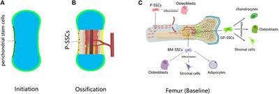 <mark class="highlighted">Periosteal</mark> Skeletal Stem Cells and Their Response to Bone Injury